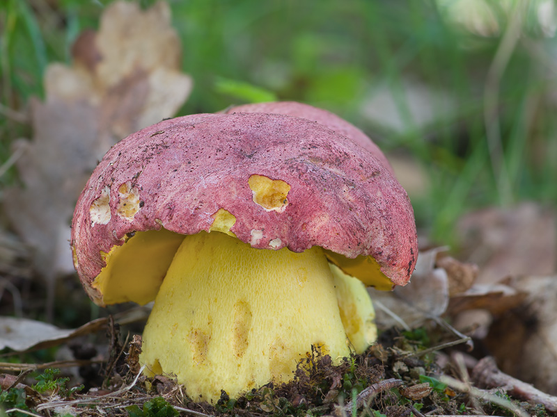 Boletus regius